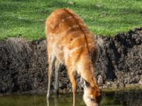 Sitatunga Weibchen